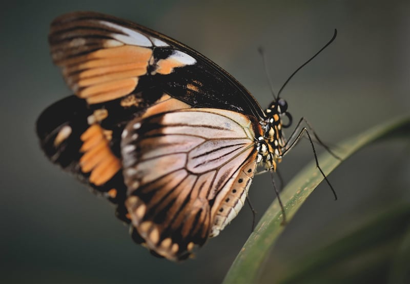 Butterfly Effect Research